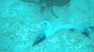 Sea turtles eating a barracuda carcass