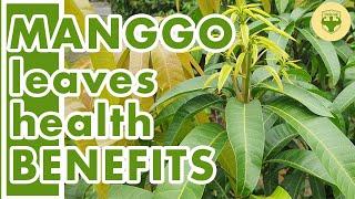 MANGO LEAVES BENEFITS