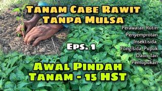 Tanam cabe rawit tanpa mulsa, perawatan cabe dari penyemprotan hingga pemupukan (episode 1)