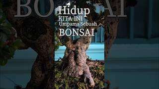 Tua Tua Keladi #falsafah #katabijak #bonsai #tree #semangat #tanaman #fyp