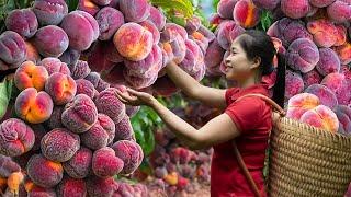 Harvesting Peach & Goes To Market Sell | Gardening And Cooking | Lý Tiểu Vân