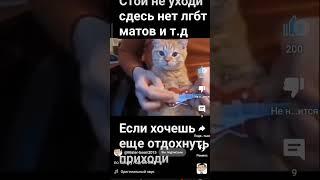 кот играет на электро гитаре