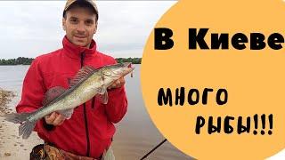 Рыбалка  в Киеве на спиннинг летом. Судак, щука и окунь в Киеве.