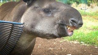 Arturo the Tapir loves a scratch