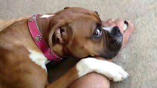 The Funniest Dog Videos Ever  Funniest Animals 2024