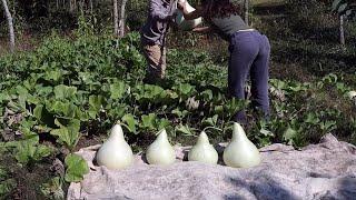 Hard Shell Gourd Harvest - Martin Birdhouse Gourds