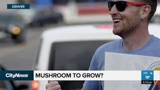 Could Canada decriminalize magic mushrooms?