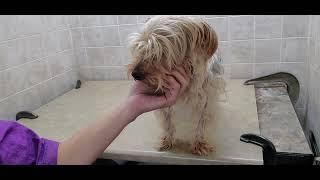 How to groom a Yorkshire Terrier dog breed full grooming transformation, 3/4" blade & scissors