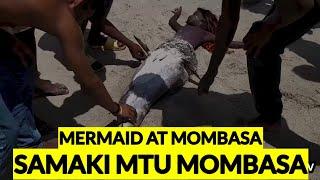 KWELI SAMAKI MTU, #NGUVA APATIKANA MOMBASA