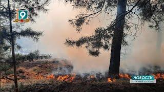 "Умышленный поджёг?": в лесу рядом с селом Сорокино произошёл пожар