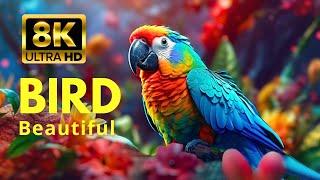 The Most Colorful Birds 8K HDR - Soothing Nature Music, Relaxing - Vivid Images FULL 8K