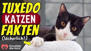 13 heftige Fakten über Tuxedo Katzen (#11 ist lächerlich)