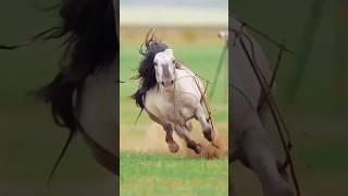  horse riding full speed  #shorts #youtubeshorts #horse #riding #speed