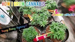 How i grow cannabis. Friday Highday!!!