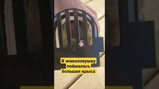 Поймали крысу в ловушку. Решили оставить, но с карантина она убежала.