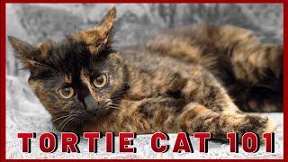 Tortoiseshell Cats 101 : 10 Amazing Facts About Tortie Cat