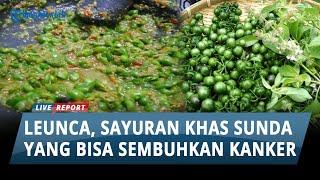 Bukan Cuma Sekedar Lalapan Makanan Khas Sunda, Leunca Ternyata Bisa Sembuhkan Kanker