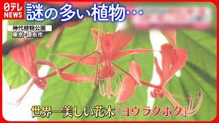 【きょうの1日】関東で「春一番」  “世界一美しい花木”「ヨウラクボク」が開花