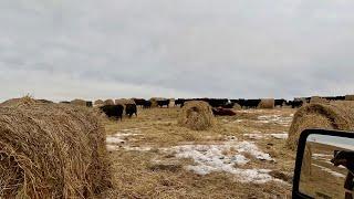 500 Cows VS 250 BALES!!