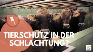 Glori goes Schlachtung | Tierschutz an einem industriellen Schlachthof?