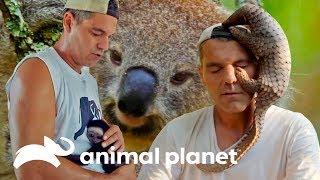 Top 5 de animais mais carinhosos e divertidos | Wild Frank | Animal Planet Brasil