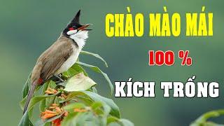 CHÀO MÀO MÁI KÍCH TRỐNG CĂNG LỬA  - CÁCH KÍCH LỬA CHÀO MÀO SỔ BỌNG HÓT CHÉ #chàomàohót