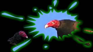 Turkey Vulture Rap by Joe Reilly