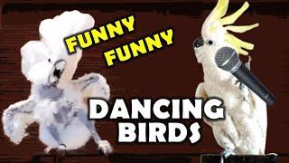 FUNNY DANCING BIRDS THAT WILL MAKE YOU LAUGH #funnyvideos