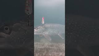 Ice Fishing Huge Northern Pike On Fish Camera