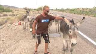 Man tries to ride wild donkey