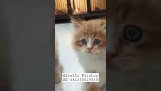 Jual Kitten Anak Kucing Persia Anggora | Albells Petshop Surabaya Malang