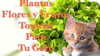 Plantas, Flores y Frutos Tóxicos Para Nuestro Gato - SiamCatChannel