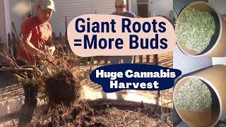 Giant Cannabis Roots = More Flowers + Drying & Curing with Master Grower TD
