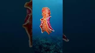 OMG What's this??The Spanish DancerColourful Sea Slug Predator,Sea Animal #dance #sea #shorts