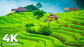 Indonesian Rice Terraces Paddy Fields in 4K Ultra HD - Scenic Relaxation - Earth Spirit