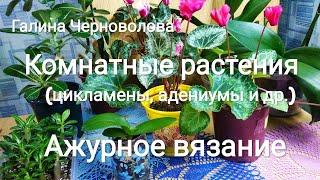 Комнатные растения и ажурное вязание - мои любимые увлечения.