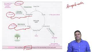 Carbohydrate Metabolism - a quick review !!