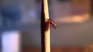 American Dog or Wood Tick (Ixodidae: Dermacentor variabilis) Cleaning Pretarsal Claws