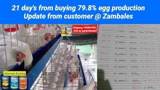 21 day's from buying 79.8% egg productionUpdate from customer @ Zambales