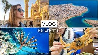 ДР мужа Шарм-эль-Шейх  Albatros Palace Sharm (FUN&SUN)