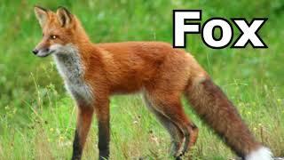 Fox Sounds Fox Pictures ~ The Sound A Fox  Makes ~ Animal Sounds