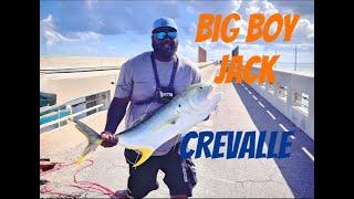 GIANT (Jack Crevalle)