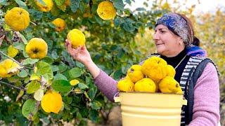 Grandma Harvesting Fresh Quince - Baking Quince Jam & Marmalade pie