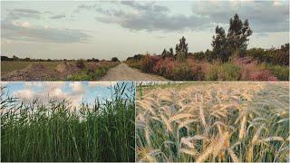 Rural life in Bukhara | Uzbek farmer style in the village | Uzbekistan