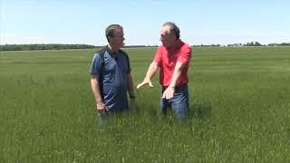 Wheat School: Real Wheat Farmers -  Parkland Farms