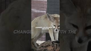 Fox Change Colour  #animals #Fox #viral #factsvideo #unitedstates #foryou