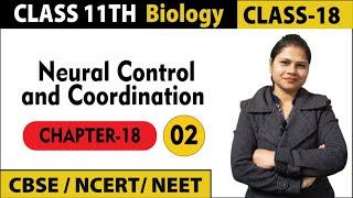 Class 11 Biology : Neural Control and Coordination (2) | NCERT/CBSE/NEET | EKVIDHYA KAILASH GURUKUL