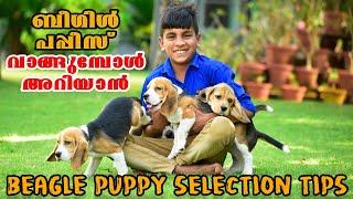 ബീഗിൾ പപ്പികളെ വാങ്ങുമ്പോൾ ശ്രദ്ധിക്കാൻ || Beagle Puppy Selection Tips.