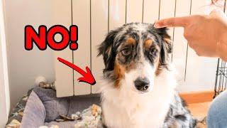 Stop Your Dog's Bad Behavior FAST: Easy Training Hacks