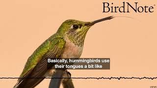 The Surprising Secret of Hummingbird Tongues